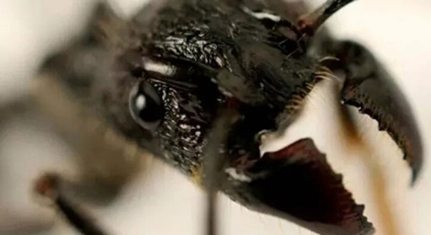 Foto - Öyle bir şeyle besleniyorlar ki… İşte dünyanın en tehlikeli böcekleri