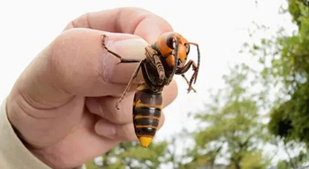 Foto - Öyle bir şeyle besleniyorlar ki… İşte dünyanın en tehlikeli böcekleri