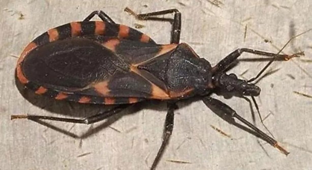 Foto - Öyle bir şeyle besleniyorlar ki… İşte dünyanın en tehlikeli böcekleri