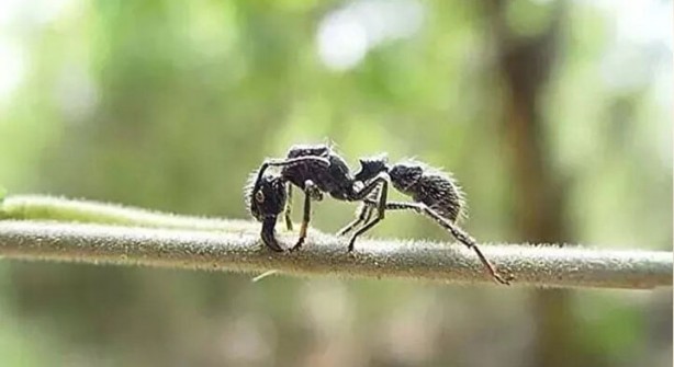 Foto - Öyle bir şeyle besleniyorlar ki… İşte dünyanın en tehlikeli böcekleri