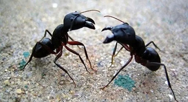 Foto - Öyle bir şeyle besleniyorlar ki… İşte dünyanın en tehlikeli böcekleri