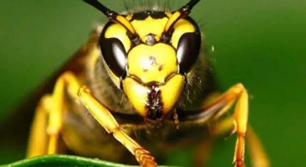 Foto - Öyle bir şeyle besleniyorlar ki… İşte dünyanın en tehlikeli böcekleri