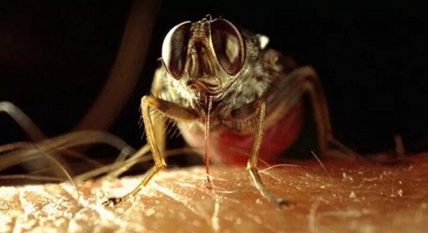 Foto - Öyle bir şeyle besleniyorlar ki… İşte dünyanın en tehlikeli böcekleri