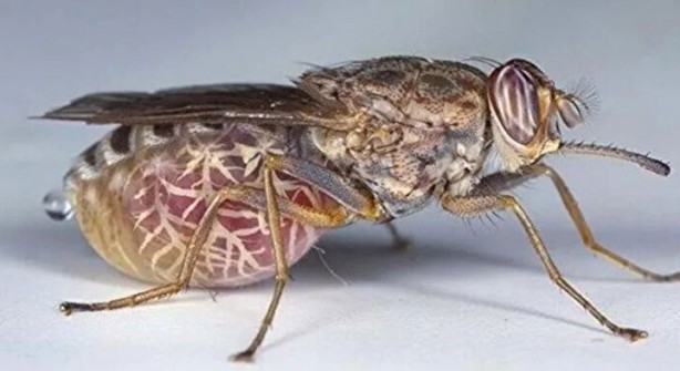 Foto - Öyle bir şeyle besleniyorlar ki… İşte dünyanın en tehlikeli böcekleri