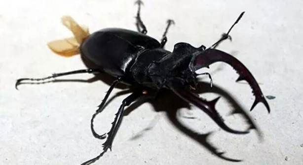 Foto - Öyle bir şeyle besleniyorlar ki… İşte dünyanın en tehlikeli böcekleri