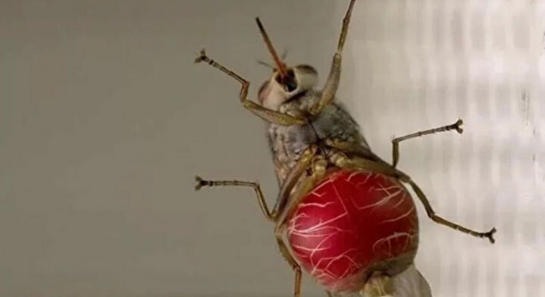 Foto - Öyle bir şeyle besleniyorlar ki… İşte dünyanın en tehlikeli böcekleri