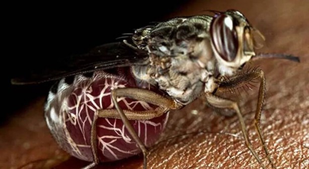 Foto - Öyle bir şeyle besleniyorlar ki… İşte dünyanın en tehlikeli böcekleri