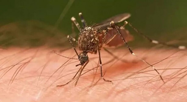 Foto - Öyle bir şeyle besleniyorlar ki… İşte dünyanın en tehlikeli böcekleri