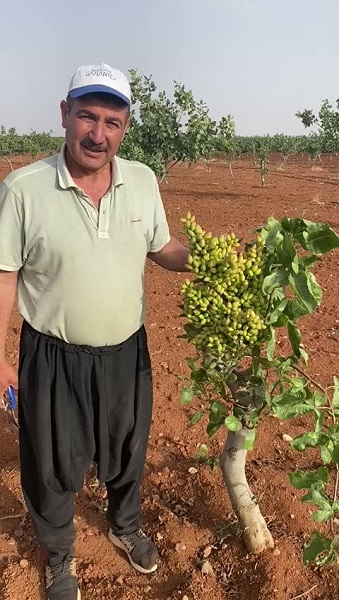 Foto - Oysa 10 yıl sonra meyve vermesi bekleniyordu! Fıstık üreticileri gözlerine inanamadı