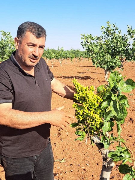 Foto - Oysa 10 yıl sonra meyve vermesi bekleniyordu! Fıstık üreticileri gözlerine inanamadı