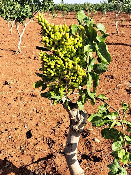 Foto - Oysa 10 yıl sonra meyve vermesi bekleniyordu! Fıstık üreticileri gözlerine inanamadı