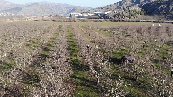 Foto - Oysa hasat 4 ay önce yapılmıştı! O ilimizde çiftçiler şaşkın