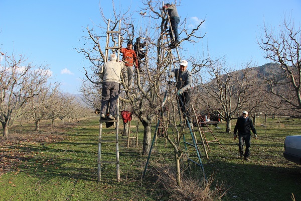 Foto - Oysa hasat 4 ay önce yapılmıştı! O ilimizde çiftçiler şaşkın