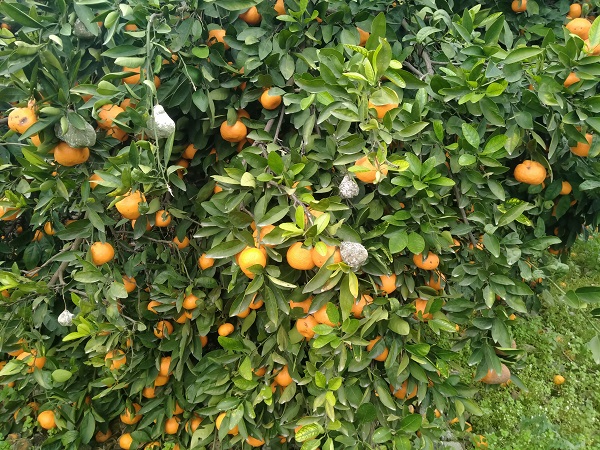 Foto - Oysa lüks marketlerde kilosu 25 TL! Bedavaya dağıtıyorlar alan yok!