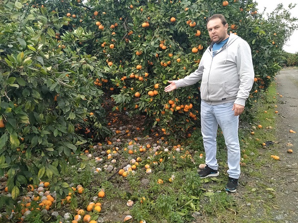 Foto - Oysa lüks marketlerde kilosu 25 TL! Bedavaya dağıtıyorlar alan yok!