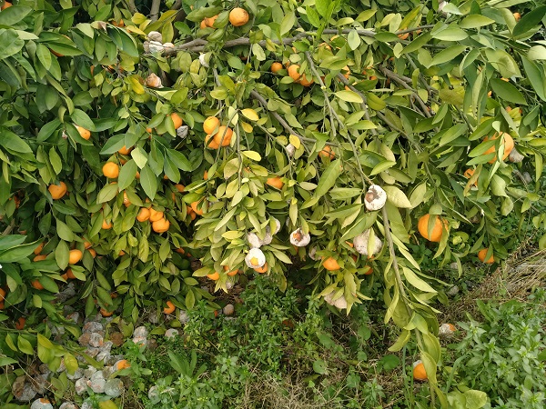 Foto - Oysa lüks marketlerde kilosu 25 TL! Bedavaya dağıtıyorlar alan yok!