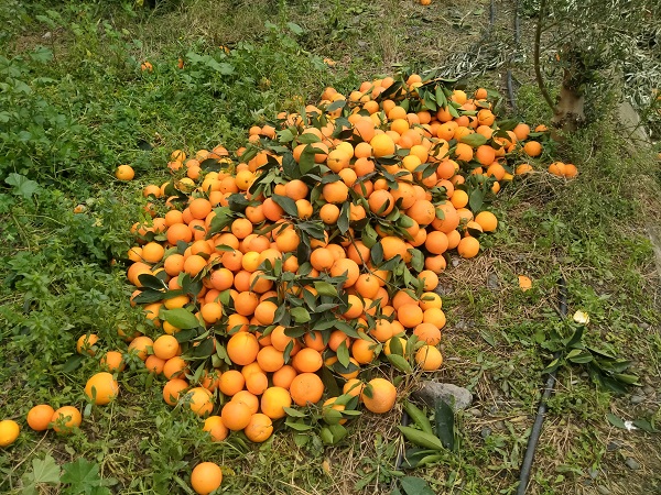 Foto - Oysa lüks marketlerde kilosu 25 TL! Bedavaya dağıtıyorlar alan yok!