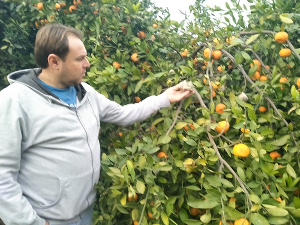 Foto - Oysa lüks marketlerde kilosu 25 TL! Bedavaya dağıtıyorlar alan yok!