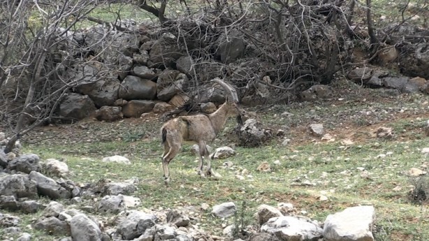 Foto - Özel bakımla yaşama tutunan dağ keçisi Adıyaman'da doğaya bırakıldı