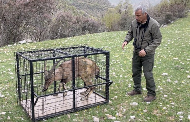 Foto - Özel bakımla yaşama tutunan dağ keçisi Adıyaman'da doğaya bırakıldı