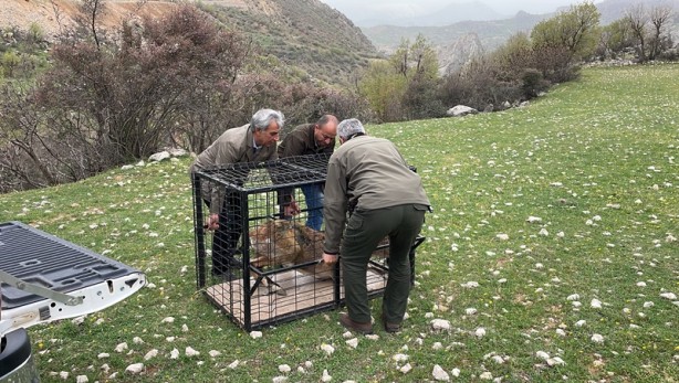 Foto - Özel bakımla yaşama tutunan dağ keçisi Adıyaman'da doğaya bırakıldı