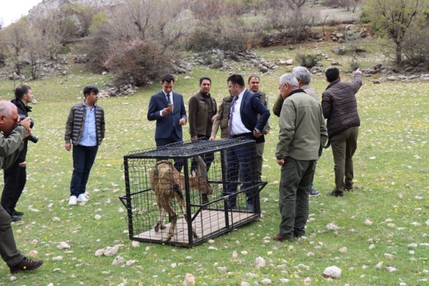 Foto - Özel bakımla yaşama tutunan dağ keçisi Adıyaman'da doğaya bırakıldı