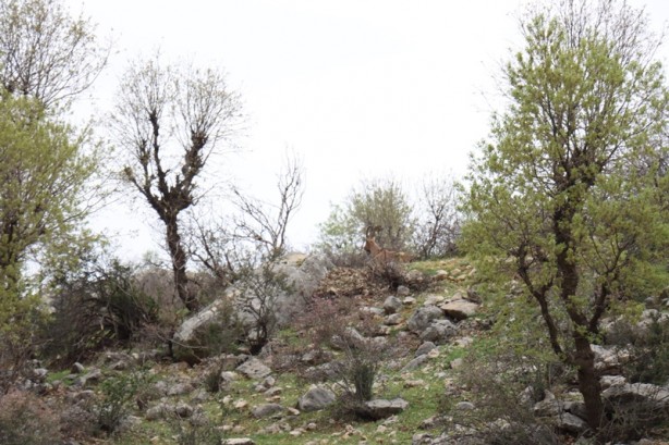 Foto - Özel bakımla yaşama tutunan dağ keçisi Adıyaman'da doğaya bırakıldı