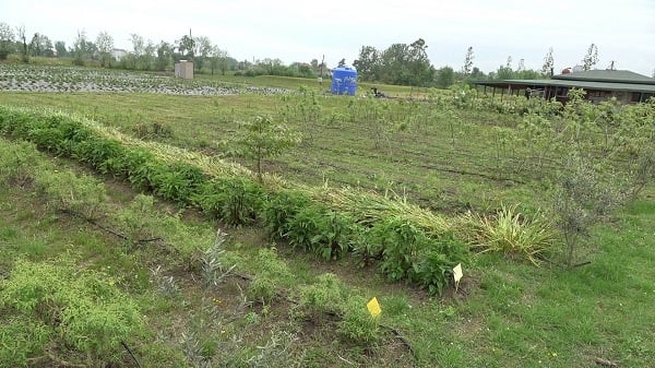 Foto - Özel izinle üretiliyor! Çiftçilere 10 yıllık alım garantisi verildi