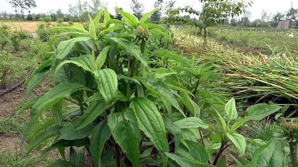 Foto - Özel izinle üretiliyor! Çiftçilere 10 yıllık alım garantisi verildi