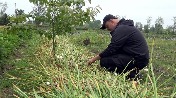 Foto - Özel izinle üretiliyor! Çiftçilere 10 yıllık alım garantisi verildi