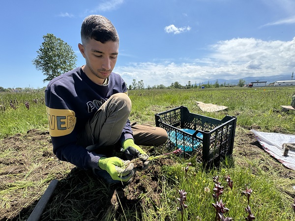 Foto - Özel izinle yetiştiriliyor! İzinsiz toplayana 370 bin lira ceza kesiliyor