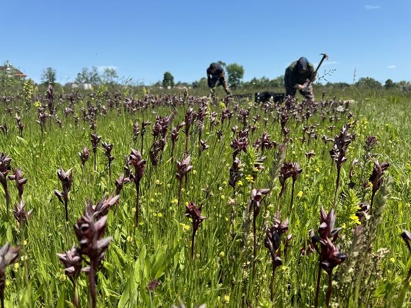 Foto - Özel izinle yetiştiriliyor! İzinsiz toplayana 370 bin lira ceza kesiliyor