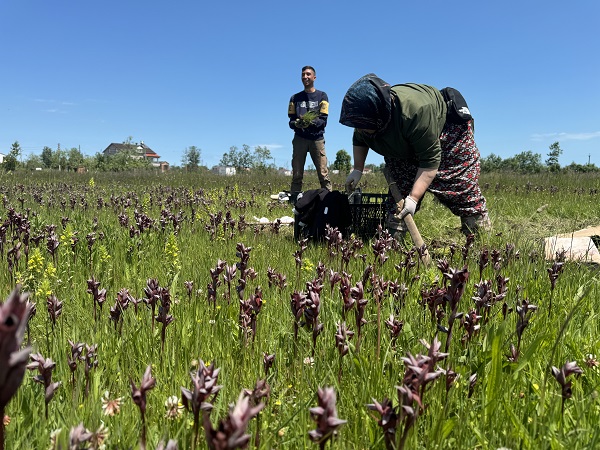 Foto - Özel izinle yetiştiriliyor! İzinsiz toplayana 370 bin lira ceza kesiliyor