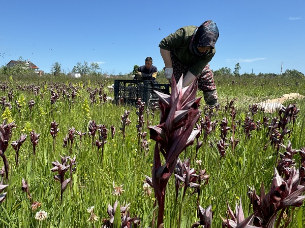 Foto - Özel izinle yetiştiriliyor! İzinsiz toplayana 370 bin lira ceza kesiliyor