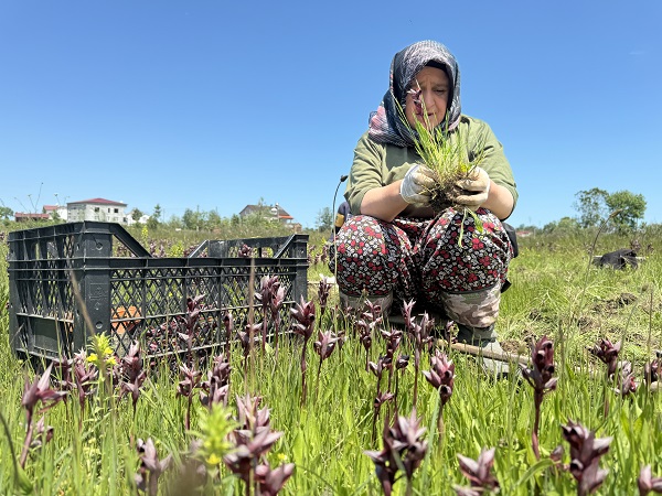 Foto - Özel izinle yetiştiriliyor! İzinsiz toplayana 370 bin lira ceza kesiliyor