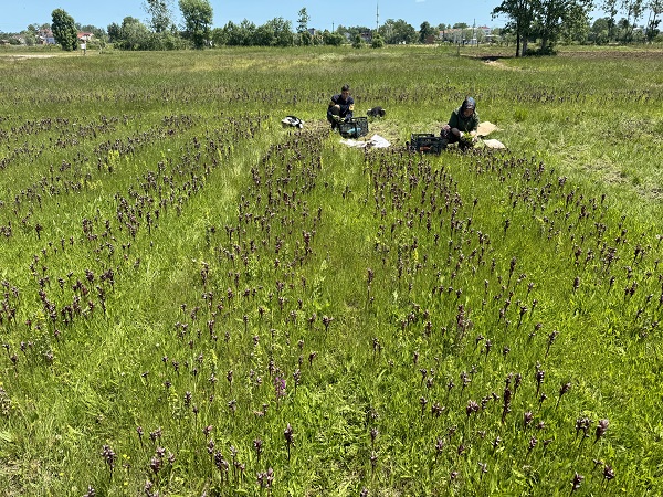 Foto - Özel izinle yetiştiriliyor! İzinsiz toplayana 370 bin lira ceza kesiliyor