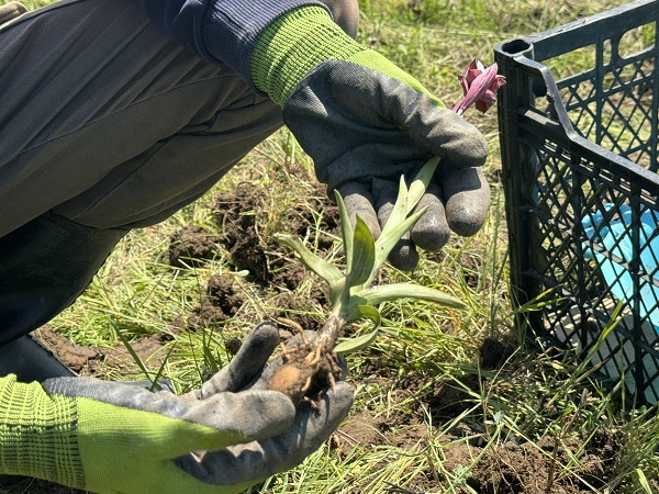 Foto - Özel izinle yetiştiriliyor! İzinsiz toplayana 370 bin lira ceza kesiliyor