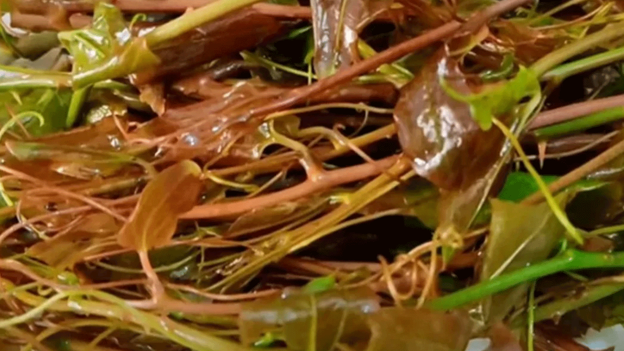 Özel olarak yetiştiriliyor! Kavurması şifa deposu!