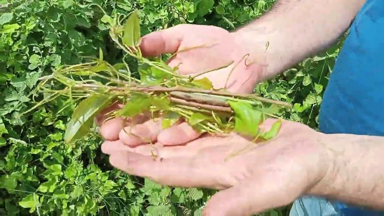 Foto - Özel olarak yetiştiriliyor! Kavurması şifa deposu!