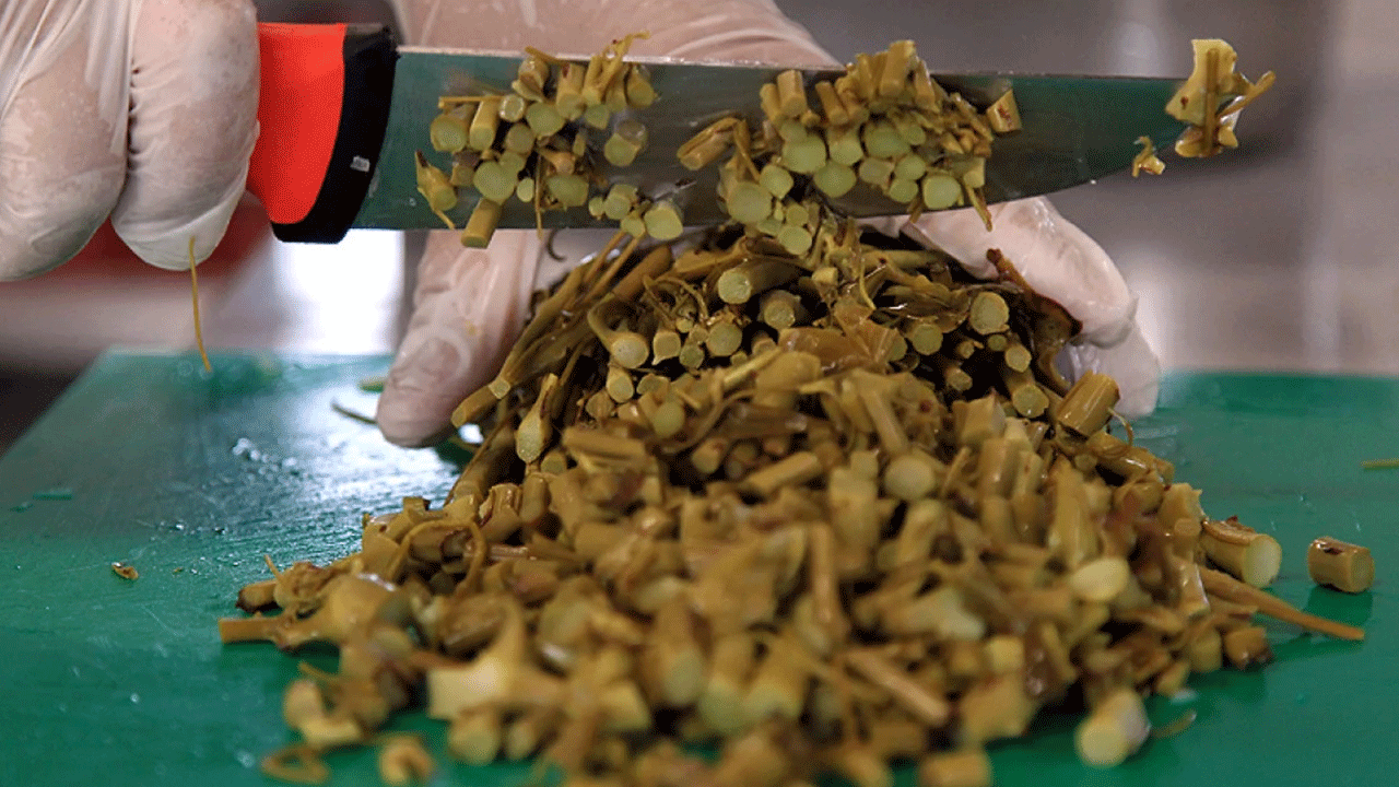 Foto - Özel olarak yetiştiriliyor! Kavurması şifa deposu!