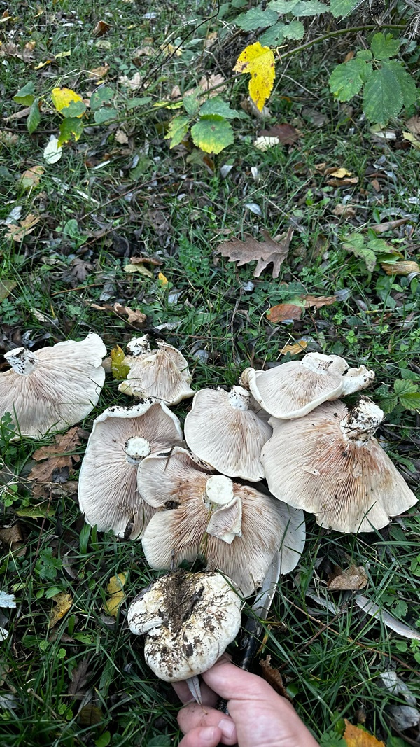 Foto - Özellikle o bölgemizde yetişiyor! Toplayanlar çuvalla para götürüyor! Türkiye’nin dört bir yanından talibi var