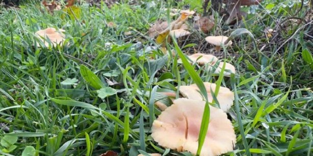 Foto - Özellikle o bölgemizde yetişiyor! Toplayanlar çuvalla para götürüyor! Türkiye’nin dört bir yanından talibi var