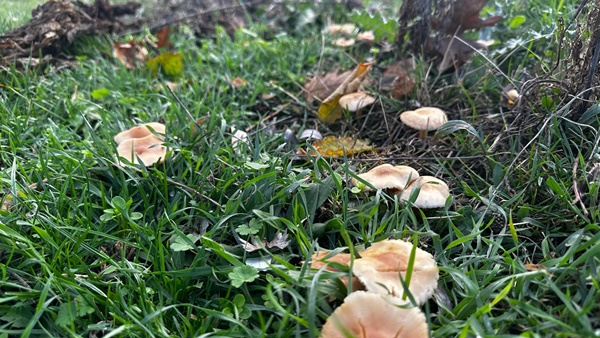 Foto - Özellikle o bölgemizde yetişiyor! Toplayanlar çuvalla para götürüyor! Türkiye’nin dört bir yanından talibi var