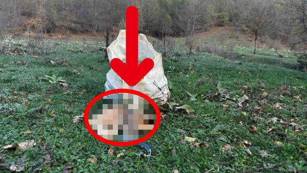 Özellikle o bölgemizde yetişiyor! Toplayanlar çuvalla para götürüyor! Türkiye’nin dört bir yanından talibi var