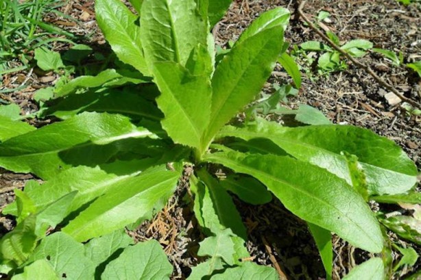 Foto - Özellikle sinirli kişiler bol bol tüketsin! Faydalarını duyunca her yerde arayacaksınız: Salata ve yemeklere şifa katıyor