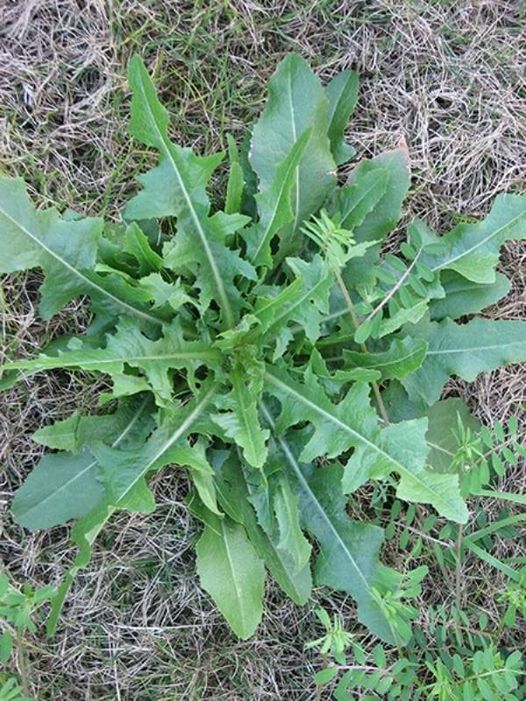 Özellikle sinirli kişiler bol bol tüketsin! Faydalarını duyunca her yerde arayacaksınız: Salata ve yemeklere şifa katıyor