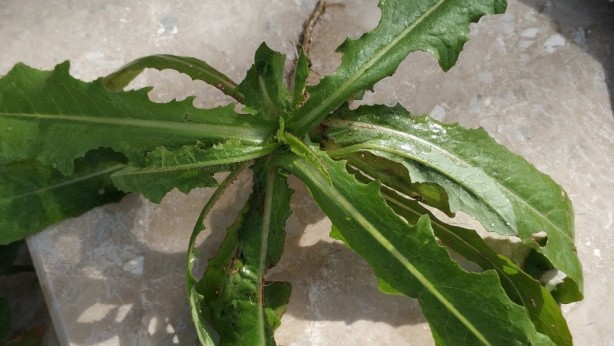 Foto - Özellikle sinirli kişiler bol bol tüketsin! Faydalarını duyunca her yerde arayacaksınız: Salata ve yemeklere şifa katıyor