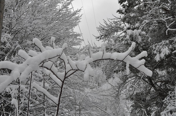 Foto - Özlem sona erdi! Ortaya bu tablo çıktı