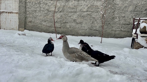 Foto - Özlenen kış manzaraları göz kamaştırıyor