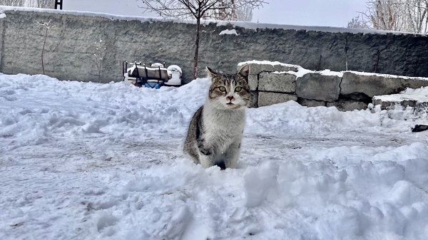 Foto - Özlenen kış manzaraları göz kamaştırıyor